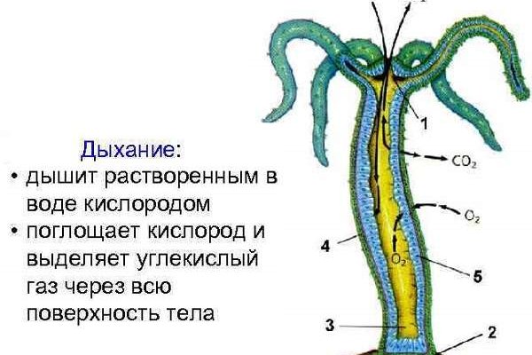 Кракен шоп интернет нарко